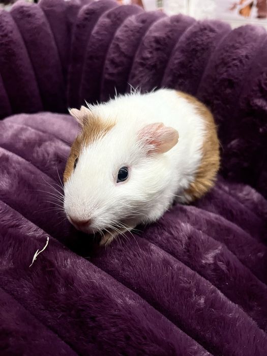 ŚWINKA MORSKA samica - Tina Zoo Gliwice Witkiewicza