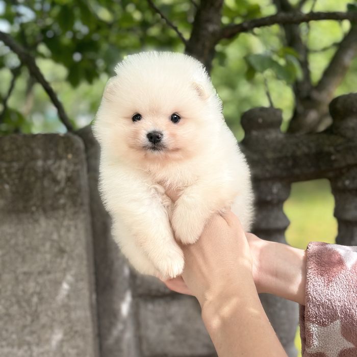 чудова дівчинка шоу классу
