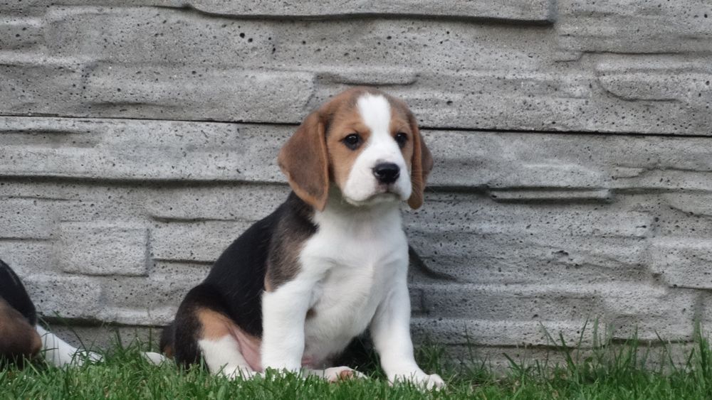 Beagle piesek Tricolor