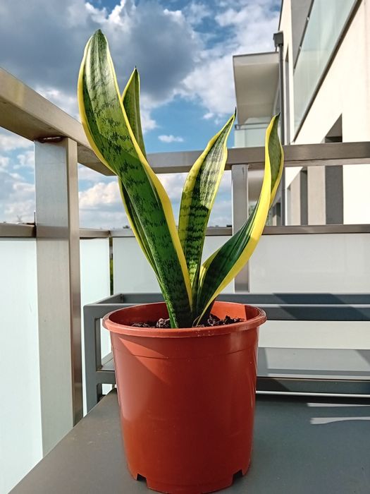 Sansewieria wężownica języki teściowej