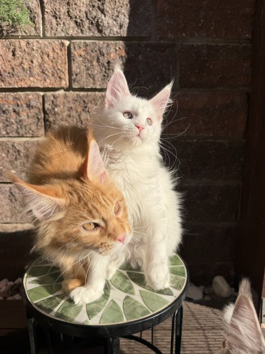 Продається кошеня мейн кун