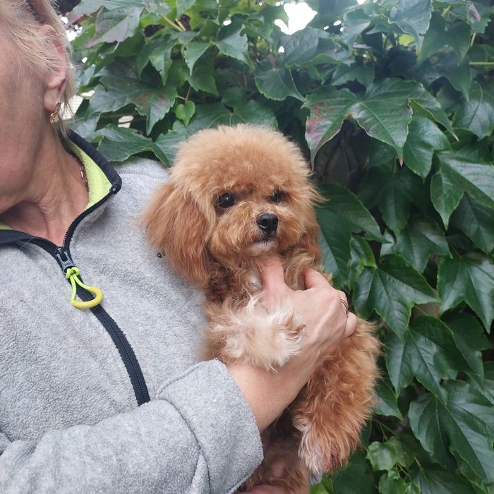 Мальтипу F2 бебі фейс хлопчик міні