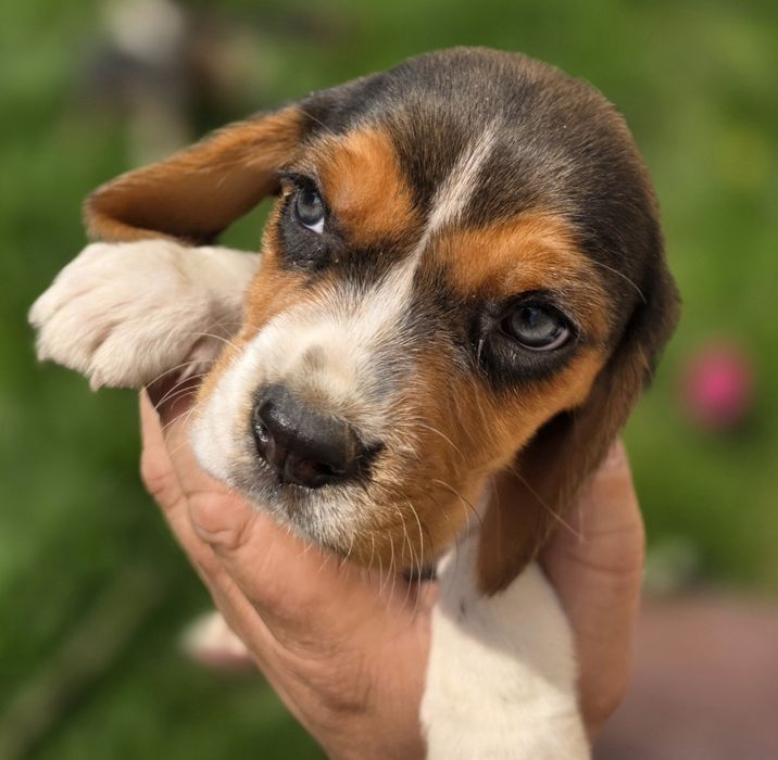 ZAREZERWOWANY Bastian Piesek beagle