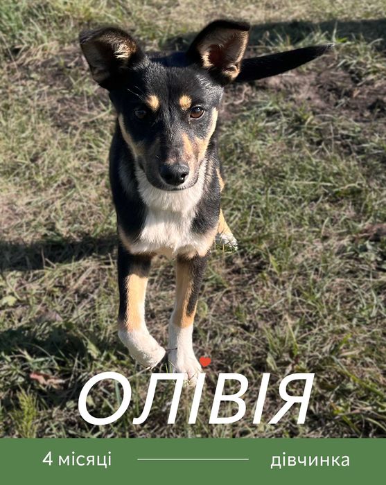 Цуценя_безкоштовно_відповідальним людям