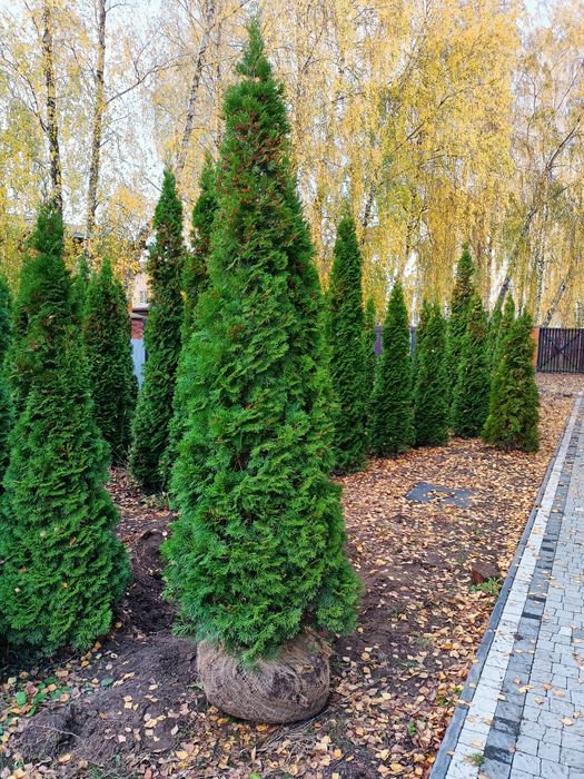 Туя smaragd смарагд