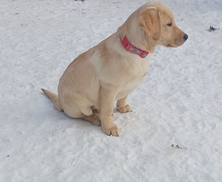 Цуценята-Лабрадорчики