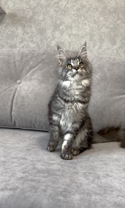 Чорна мармурова на сріблі красуня мейн-кун