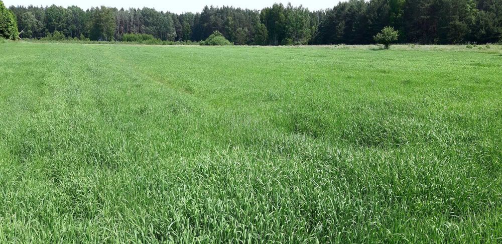 Atrakcyjna działka w otoczeniu Puszczy Białowieskiej