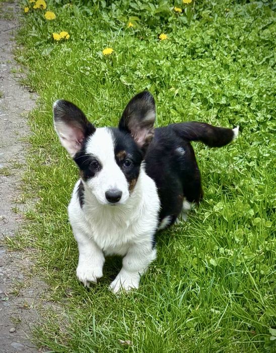 Welsh Corgi Cardigan