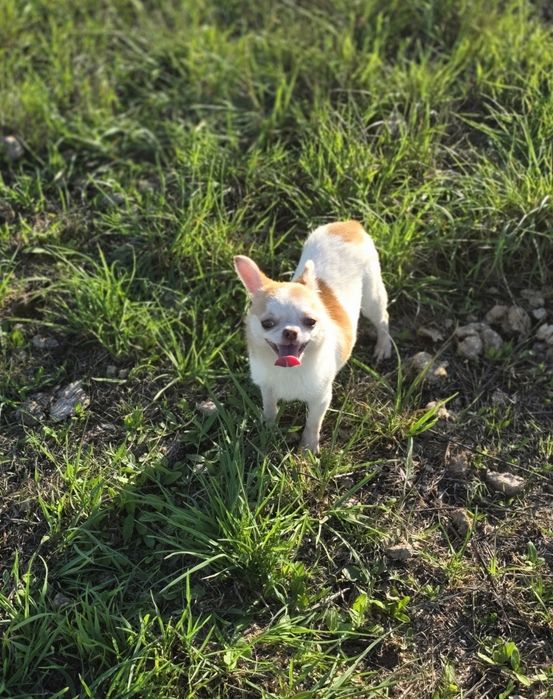 Chihuahua Fêmea Miniatura