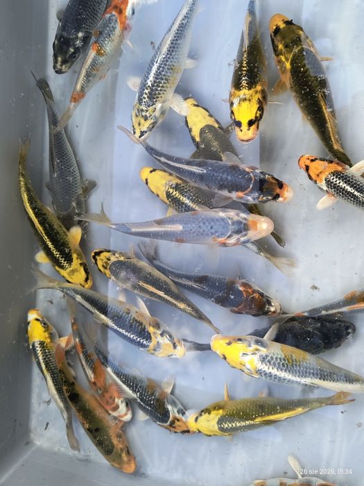 Karpie Koi ! 15 cm ! Piękne kolory ! Wysyłka !