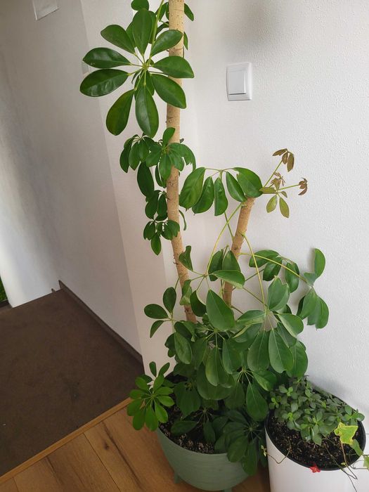 Kwiat doniczkowy szeflera