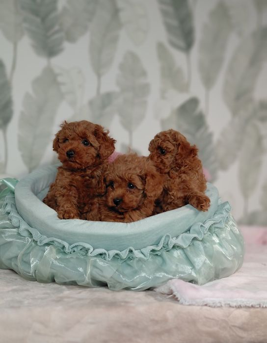 Pudel Toy Piesek Red