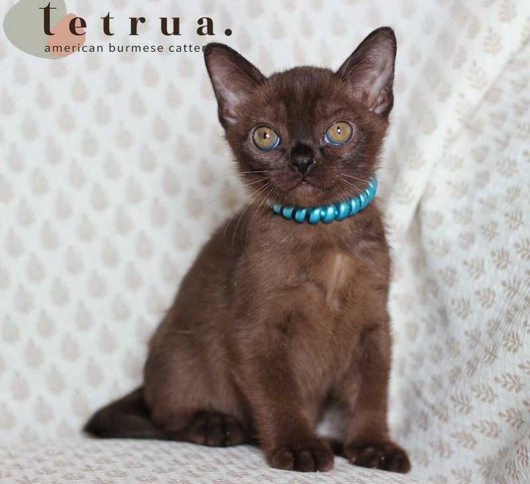Американская бурма! Мальчик!