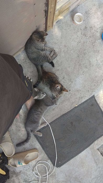 Здоровые котята (3 кошечки )