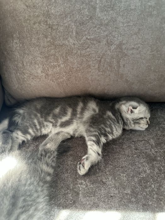 Шотландские вислоухие котята