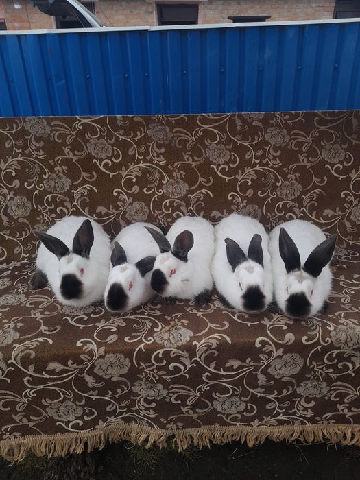 Продам кроликів Каліфорнії