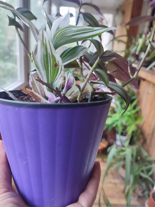 Традесканция розовая