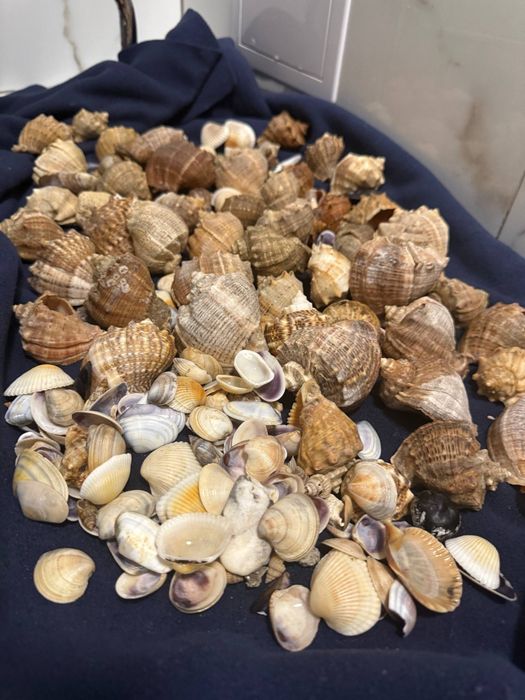 Морські ракушки ,дуже гарні