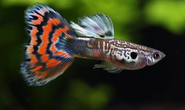 Hodowla neonki razbory danio mieczyk  gupiki molinezje kiryi krewetki
