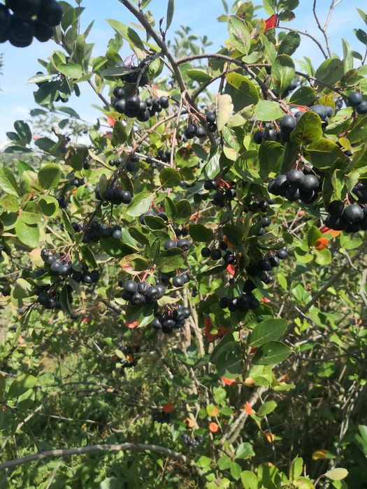 Aronia świeża naturalna ECO 1 kg