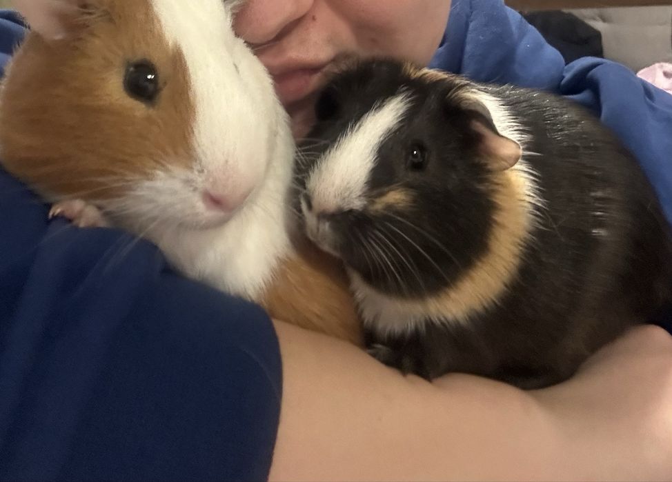 Świnki morskie samce