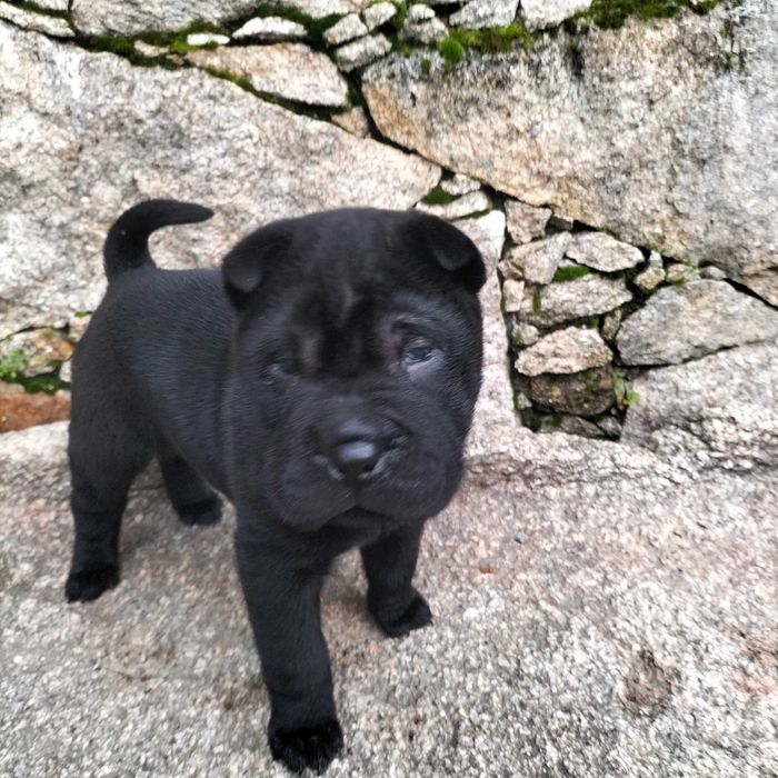 Shar pei macho lindo