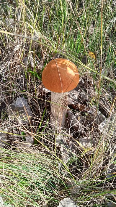 Хата в Жерденівці