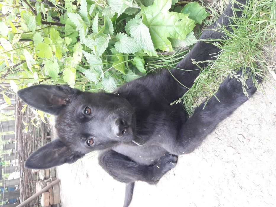 продам щенка немецкой овчарки 3.5 мес, мальчик