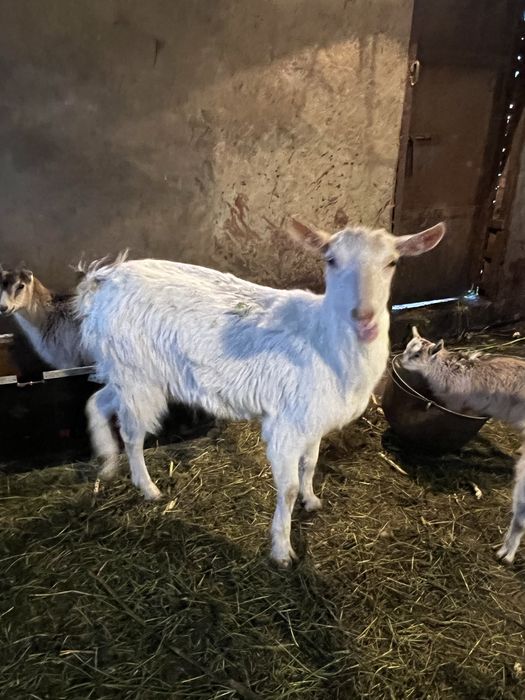 Продам козу заневську