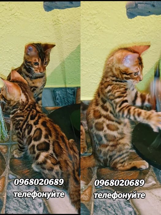 Бенгальські кошенята з родоводом,