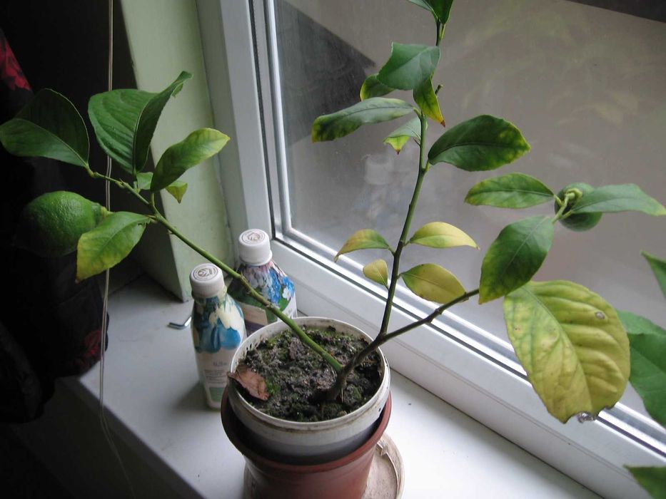 дерево плодоносного лимона