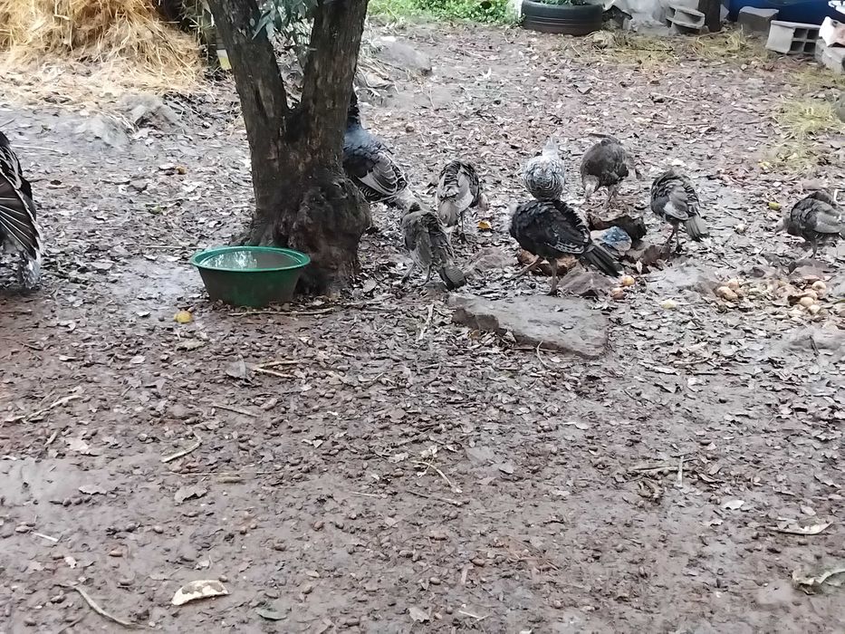 Perus machos e fêmeas  caseiros