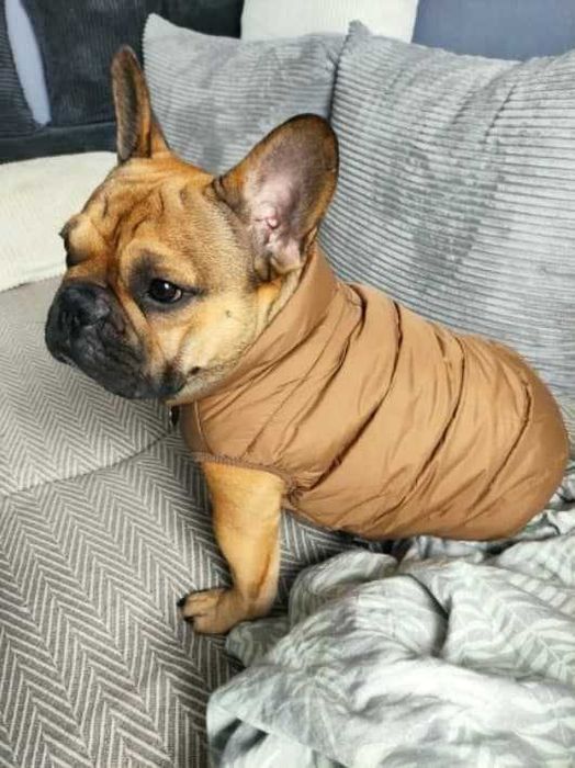 Тепла куртка для собак | зимова жилетка | жилет, курточка, одяг