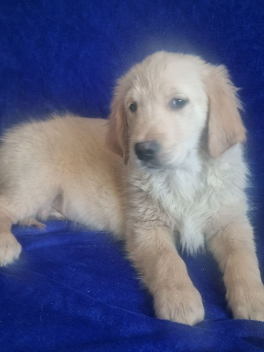 Golden retriever piesek