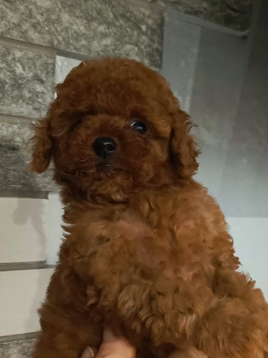 Той пудель Китай