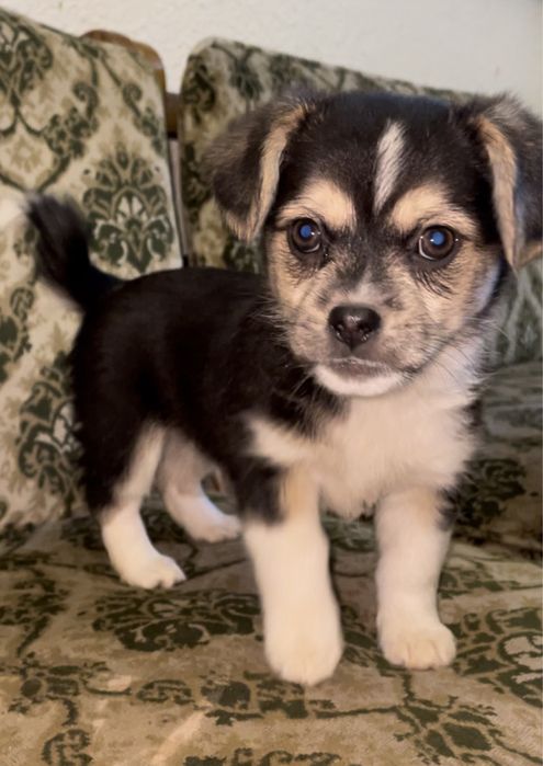 Цуценята в хороші руки (будуть маленькими)