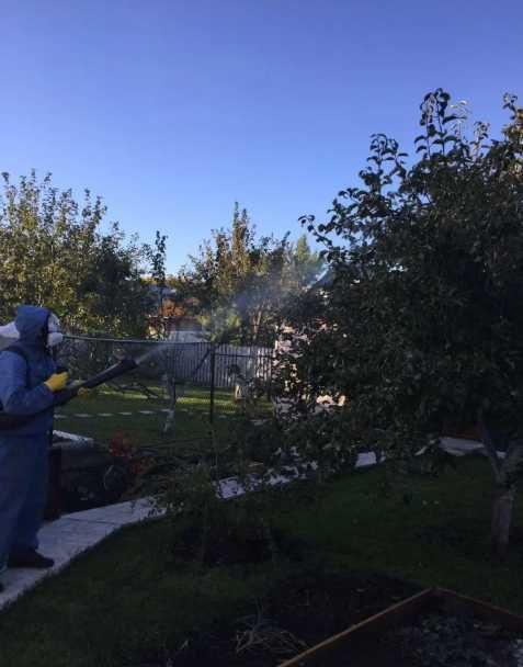 Уничтожение блох и клещей в доме обработка мебели ковров животных зон