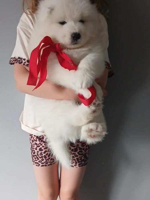 Samoyed ślicznej białe  misie do odbioru OSTATNI samiec