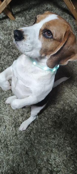 Світлодіодний Led Usb нашийник для собак.