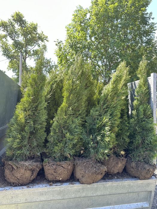 Tuja szmaragd SADZENIE plantacja producent TRANSPORT
