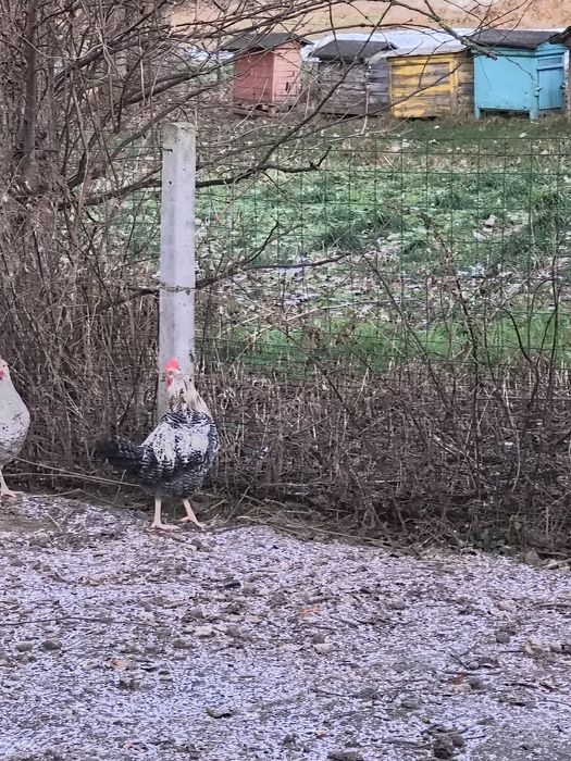 Sprzedam 3.koguty lub zamianie na nioski