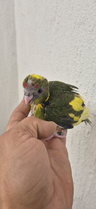 Aves serem criadas à mão