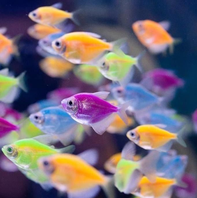 Акція Тернеція гло рибка акваріумна