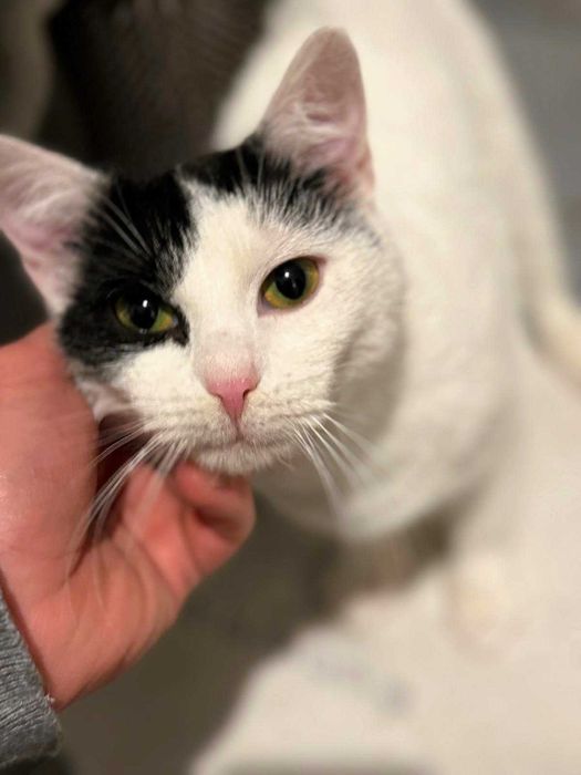 Łagodna, urocza, drobna kotka Łatka do adopcji