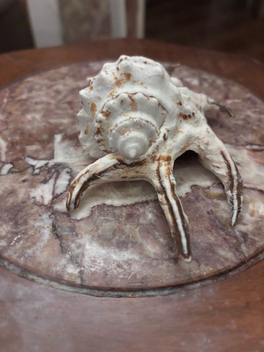 Buzio para decoraçao