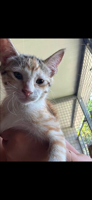 Gatinhas para adocao