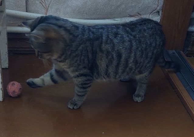 Сіра полосата молода кішечка Буся шукає дім