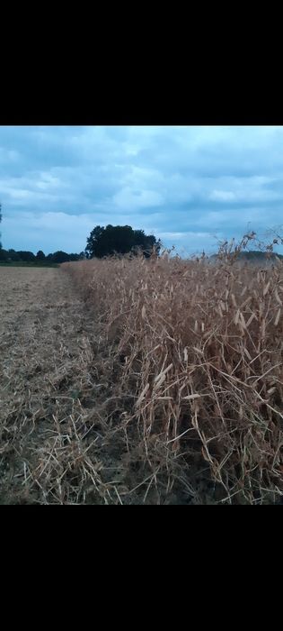 Groch biały, zbiór 2025