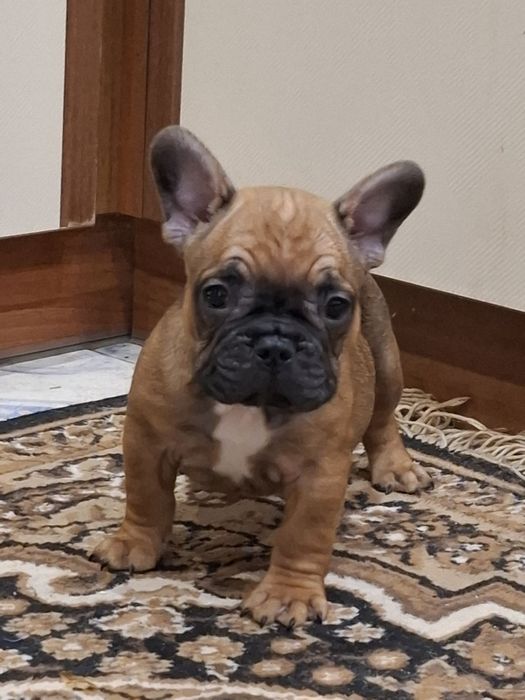 Бомбезні французики